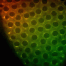 ORGANISM: Ideas + Collaboration = Bright Future