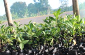Create Environmental Clubs in  Ugandan Schools
