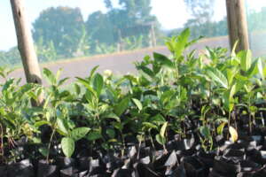 Create Environmental Clubs in  Ugandan Schools