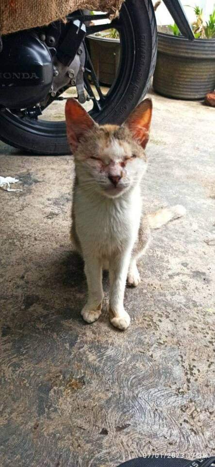 Lovely Home for abandoned Cats