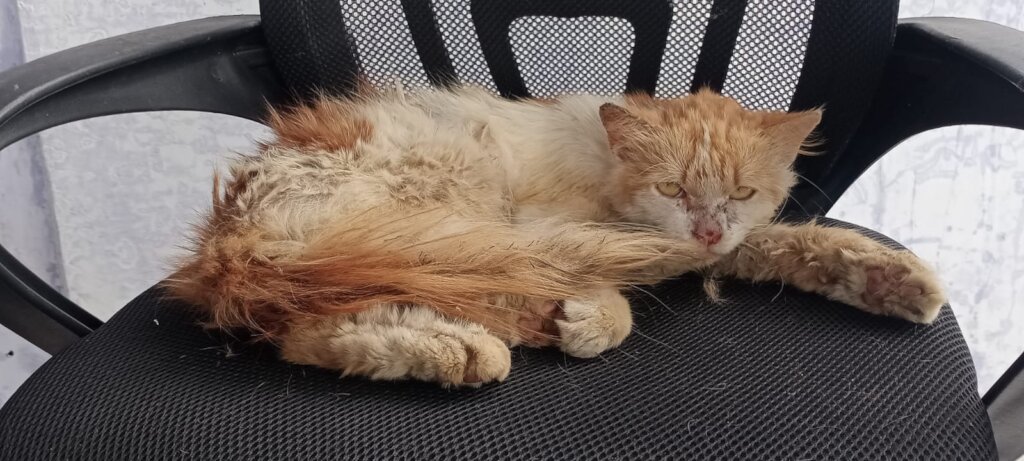Lovely Home for abandoned Cats