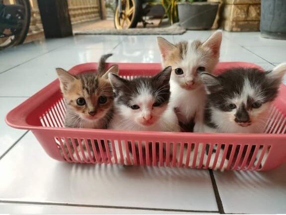 Lovely Home for abandoned Cats