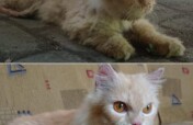 Lovely Home for abandoned Cats
