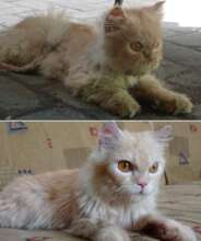 Lovely Home for abandoned Cats