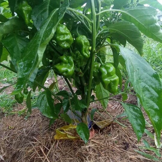 Build a US WaterHouse!