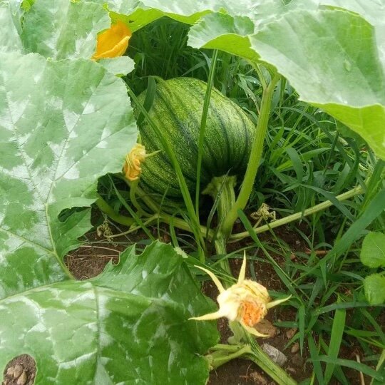 Build a US WaterHouse!