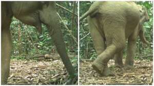 An elephant inspecting our camera trap