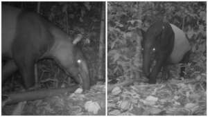 Tapir on a walk