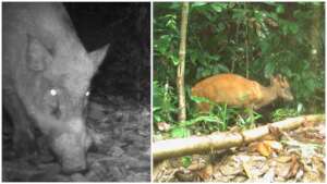 Wild boar at twilight, a barking deer on a stroll