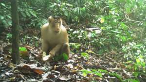 A monkey enjoying a bit of lunch