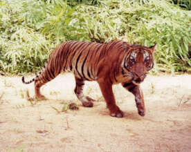 Malayan tiger (c) Kae Kawanishi