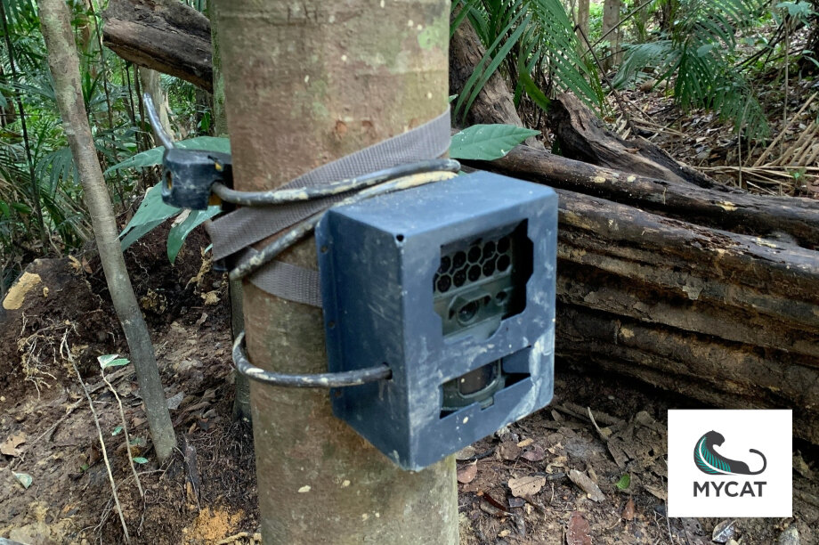 Camera Traps For Wildlife Conservation