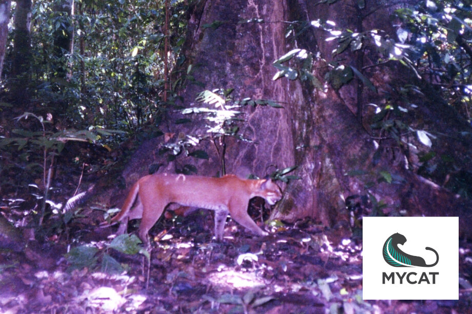 Camera Traps For Wildlife Conservation