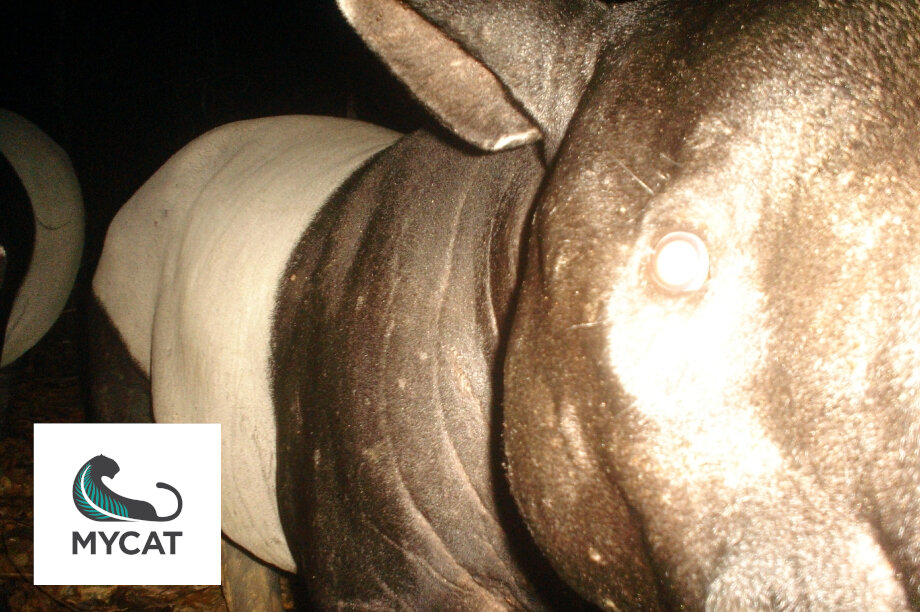 Camera Traps For Wildlife Conservation