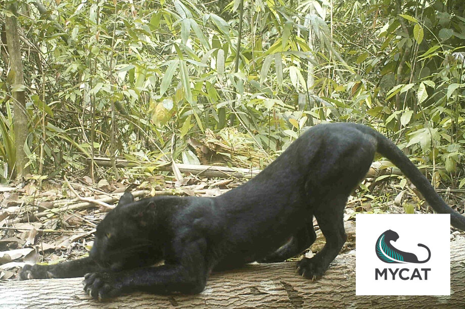 Camera Traps For Wildlife Conservation