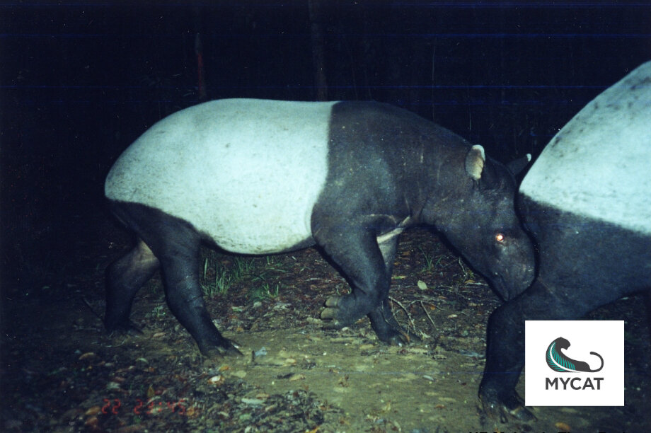 Camera Traps For Wildlife Conservation