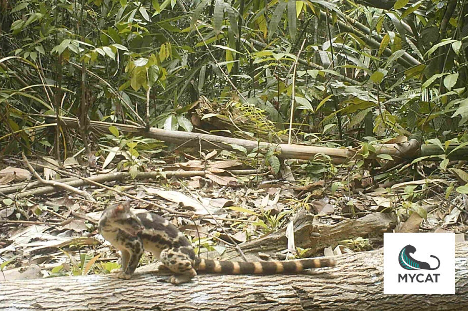 Camera Traps For Wildlife Conservation