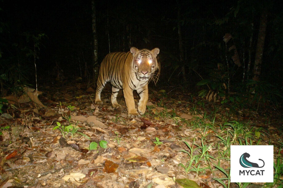 Camera Traps For Wildlife Conservation