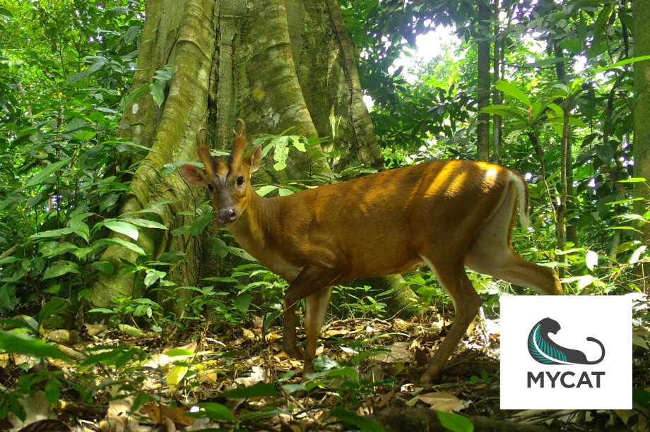 Camera Traps For Wildlife Conservation