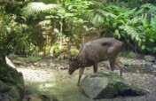 Camera Traps For Wildlife Conservation
