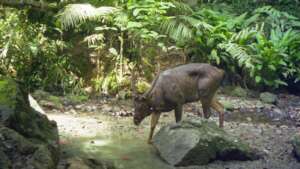 Camera Traps For Wildlife Conservation