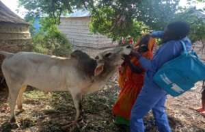 Impact Story 1: Adan's livestock benefiting