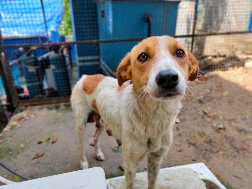 Was I born to suffer?" Prevent Unwanted Litters.