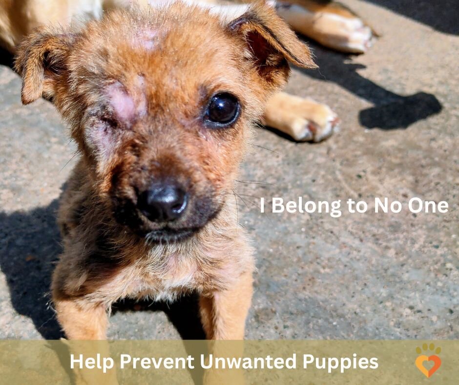 Was I born to suffer?" Prevent Unwanted Litters.