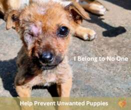 Was I born to suffer?" Prevent Unwanted Litters.