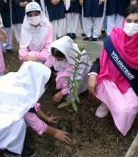 Yasmin Bibi's volunteer busy in plantation
