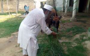 Hayat-Gul taking care of his cattle