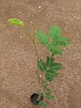 Dawadawa tree that will be planted at a school.