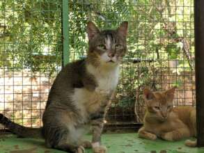 We rescue cats with all sorts of injury or illness