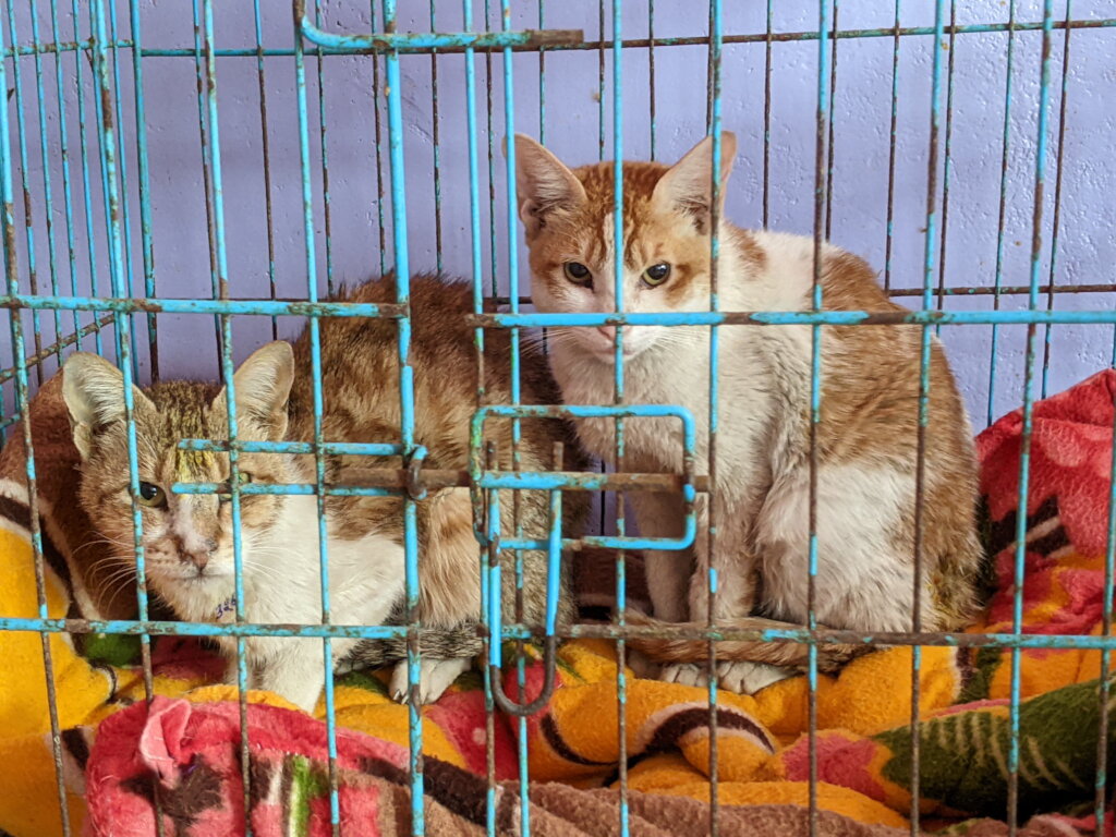 Improve Hospital Care for Rescued Cats in India