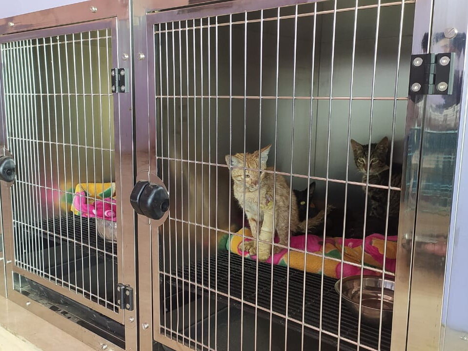 Improve Hospital Care for Rescued Cats in India