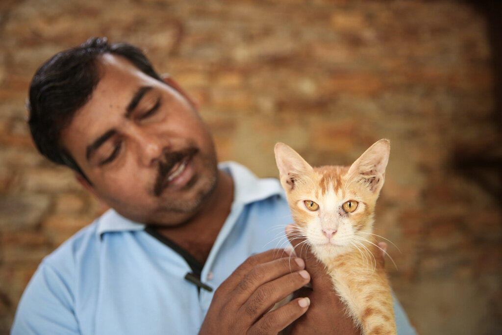 Improve Hospital Care for Rescued Cats in India