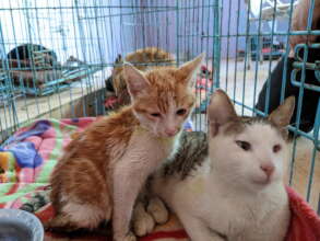 Numbers of rescue cats have increased