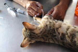 We provide veterinary care to cats