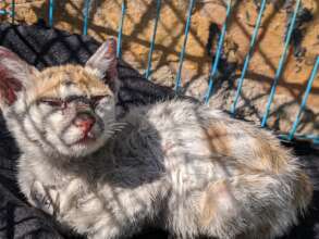 Kitten with mange