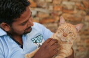 Improve Hospital Care for Rescued Cats in India