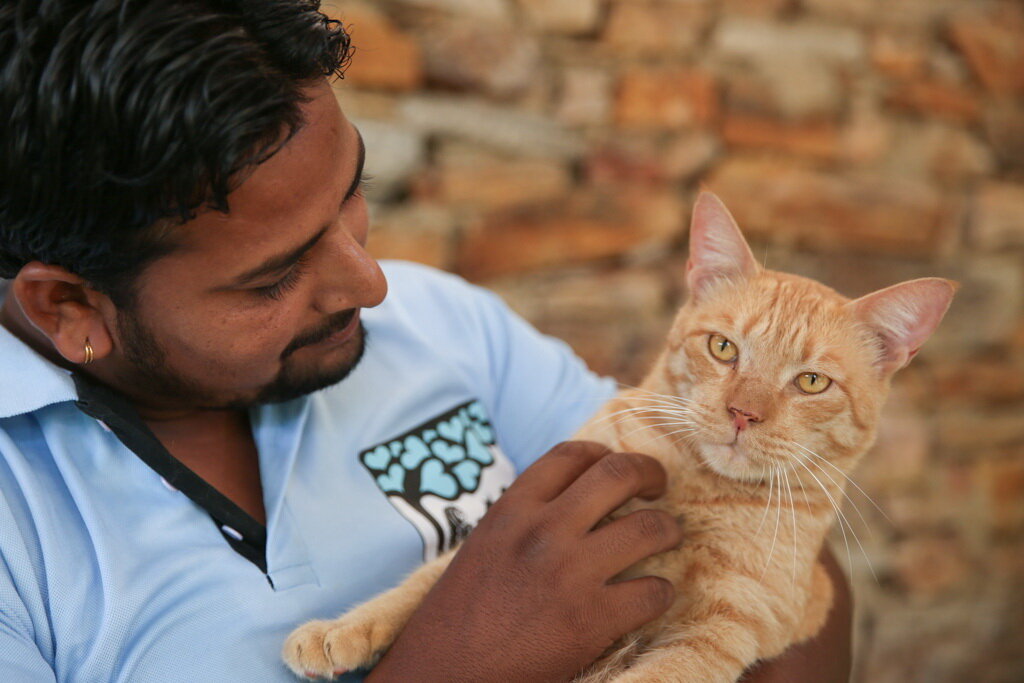 Improve Hospital Care for Rescued Cats in India