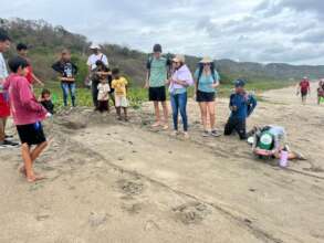 Baby turtles crawl to sea