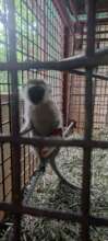Second Amputated Vervet Monkey
