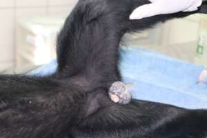 Infected Colobus