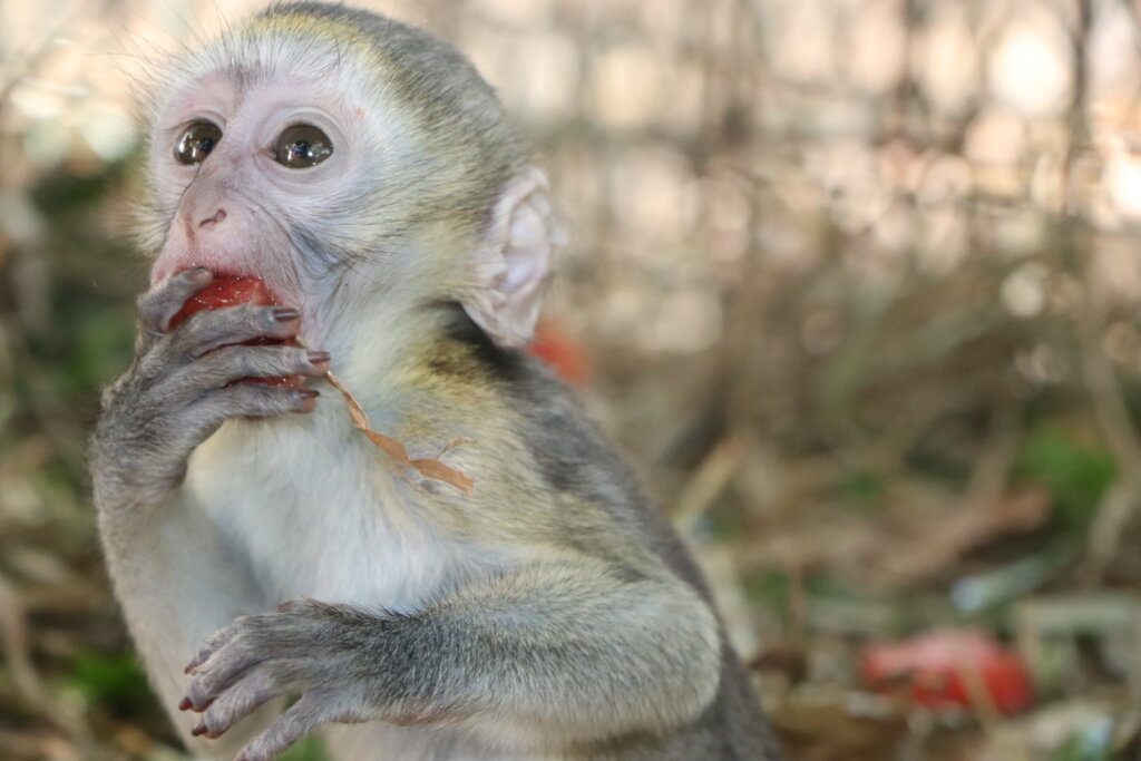 Help Rescue and Rehabilitate Threatened Primates