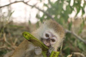 Moshi one of the rescued infants