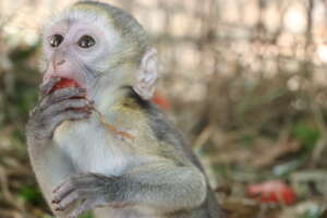 Swahili one of the orphaned infants under our care