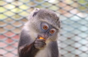 Help Rescue and Rehabilitate Threatened Primates