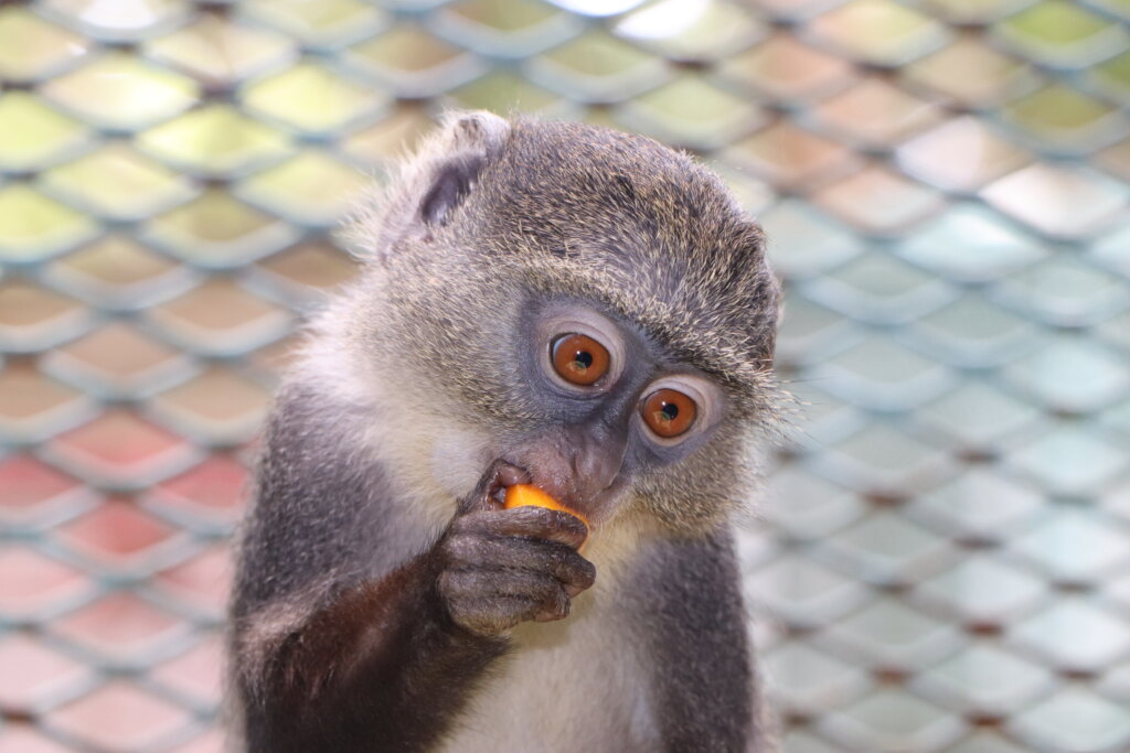 Help Rescue and Rehabilitate Threatened Primates