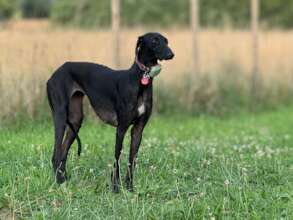 Abla - happily adopted